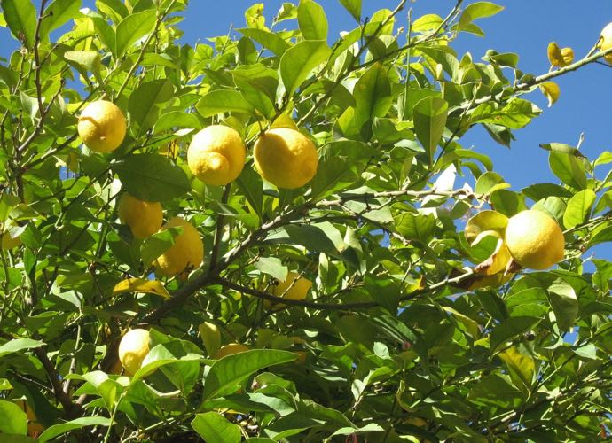 Les fameux citrons de la côte amalfitaine... Un délice !