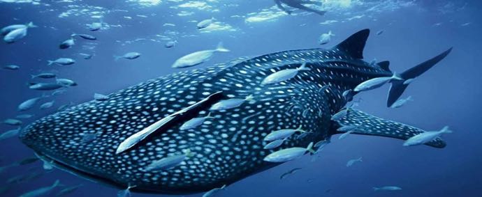 A Koh Tao, les plages sont fréquentées par d'autres types de baigneurs