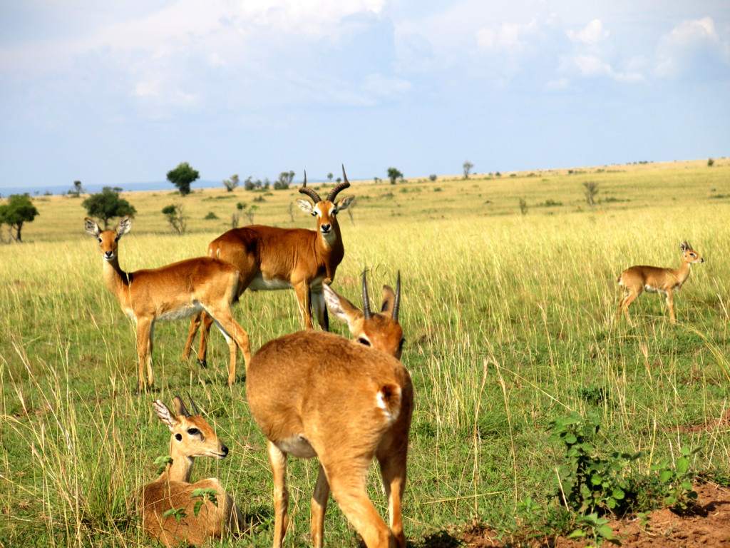 Partir en Ouganda ça vous intéresse ? On vous dit tout !2