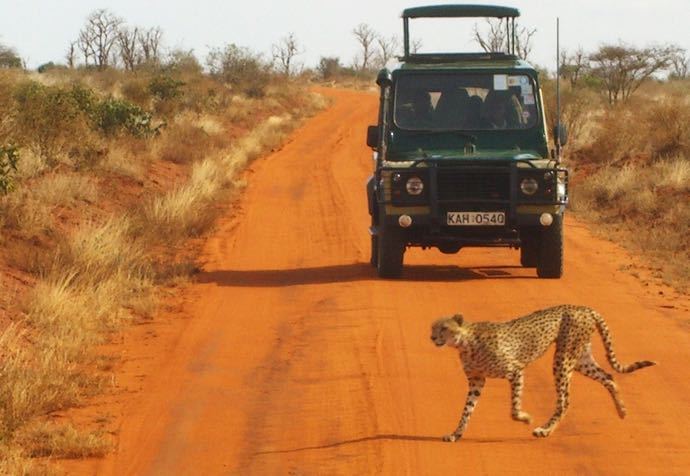 Safari_Gepard_Tsavo_Kenia_02