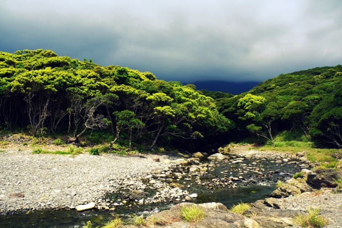 yakushima_forest