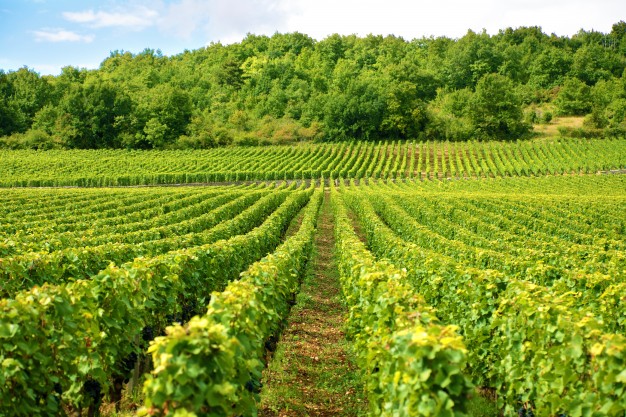 Séjour en Bourgogne