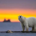 ours blancs devant un coucher de soleil
