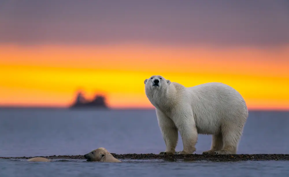 ours blancs devant un coucher de soleil